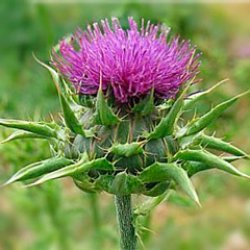 Silybum marianum – čistilec jeter