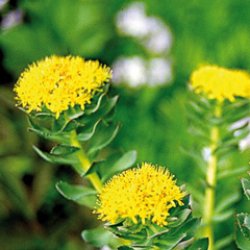 Rhodiola rosea – zlati koren