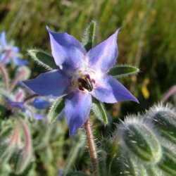 Borgo officinalis - la borragine